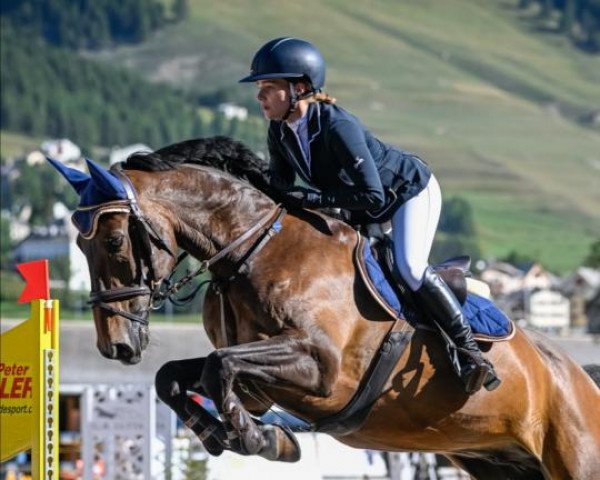 jumper Indigo VII (KWPN (Royal Dutch Sporthorse), 2013, from Corland)