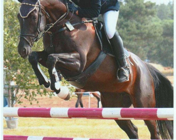 jumper Fatme 17 (Saxony-Anhaltiner, 2000, from Figaro)