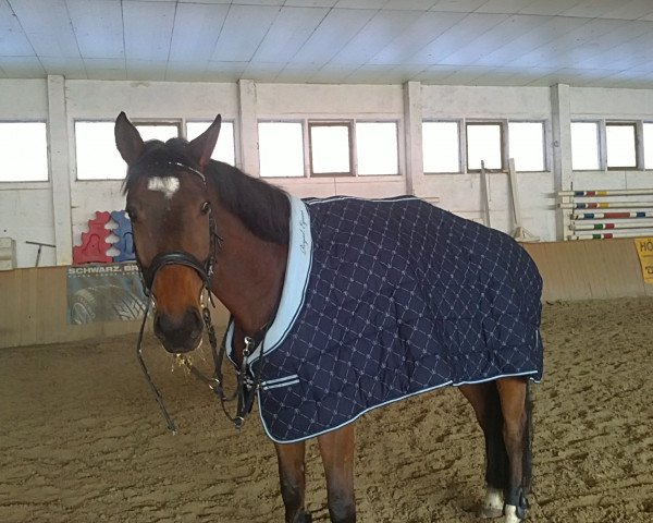 jumper Ilan 9 (German Warmblood, 2005)