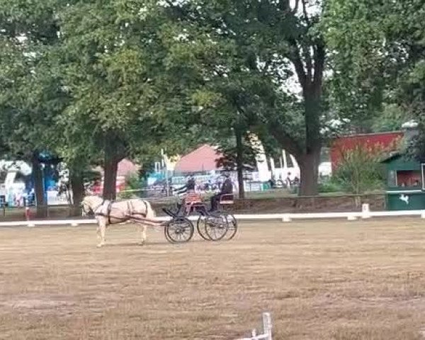Video of Golden dancing Darling B NRW