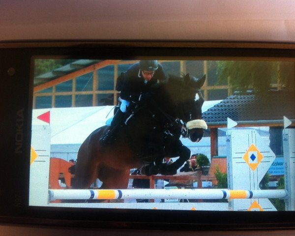jumper Arco E (Westphalian, 2002, from Argent) jumper Arco E (Westphalian, 2002, from Argent)