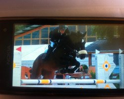 jumper Arco E (Westphalian, 2002, from Argent)