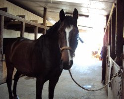 jumper Ricardo 516 (Holsteiner, 2004, from Rebel Z I)