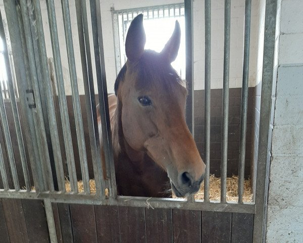 broodmare Ginetta Queen (Oldenburg, 2001, from Quattro B) broodmare Ginetta Queen (Oldenburg, 2001, from Quattro B)