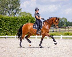 dressage horse Jukebox (KWPN (Royal Dutch Sporthorse), 2016, from Glock's Johnson Tn)