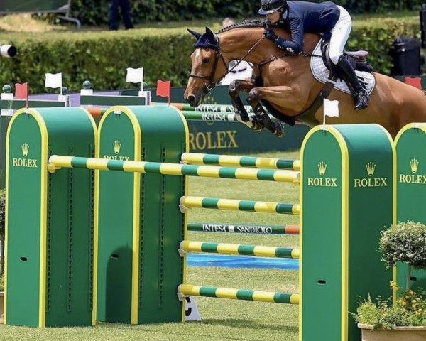 Springpferd Narcos vd Smidshoeve (Belgisches Warmblut, 2013, von Toulon)