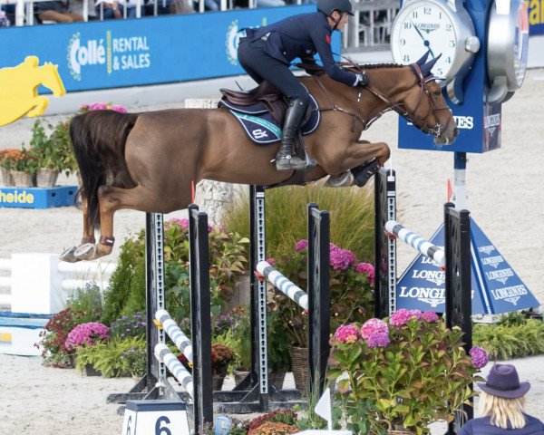 broodmare Malissa de Muze (Belgian Warmblood, 2012, from Vigo d'Arsouilles)