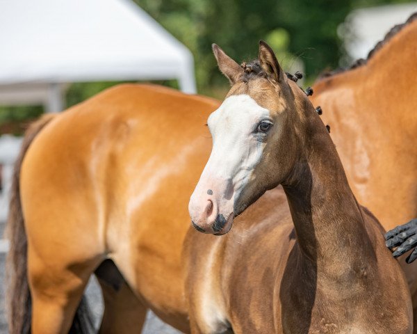 horse Shay (German Riding Pony, 2022, from Cadlanvalley Sir Ivanhoe)
