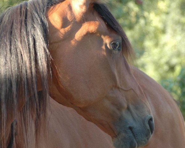 Pferd Quick Diamond (Deutscher Traber, 2003, von Pink Diamond (DE))