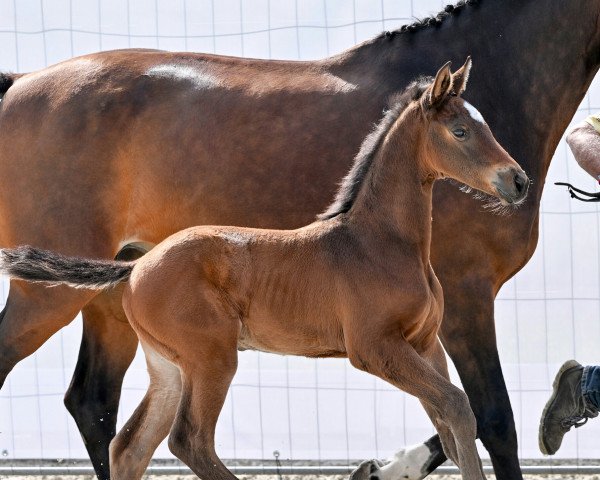 horse Cassey G (Hanoverian, 2022, from Chubakko)