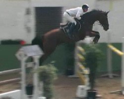 jumper Little Lycos (Oldenburg show jumper, 2002, from Lycos)