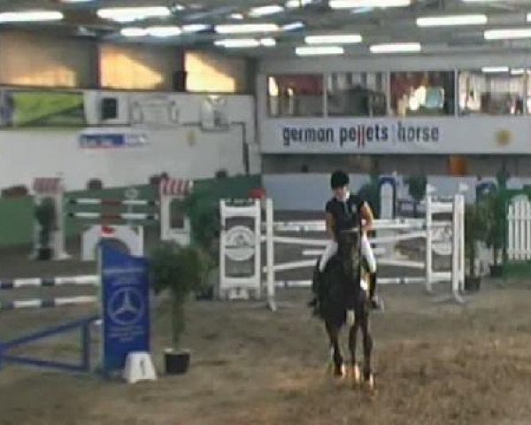 Springpferd Sheitan D (Hannoveraner, 2003, von Stakkato)