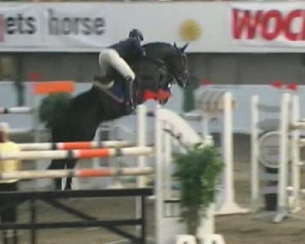 stallion Ferruccio (Hanoverian, 2001, from Fabriano)