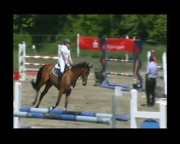 jumper Coco (Hessian Warmblood, 2004, from Cheenook)
