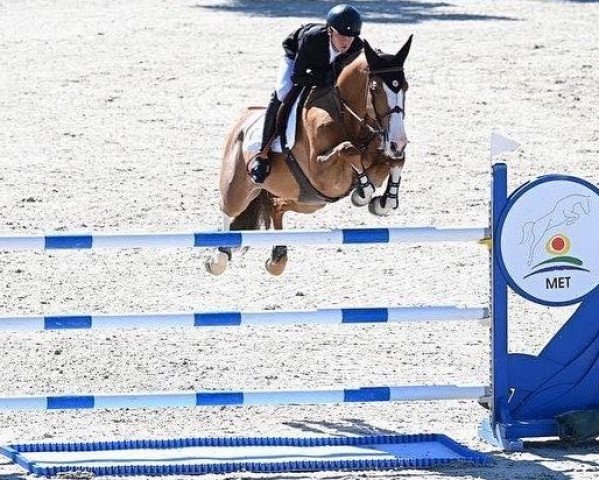 jumper Ascalvara de Bo Z (Zangersheide riding horse, 2014, from Asca Z)
