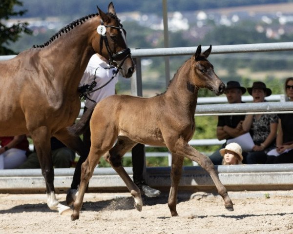 broodmare Dalia (Trakehner, 2022, from Impetus)