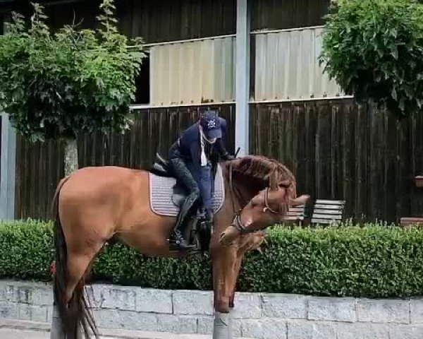 Video of Fischer's Fritz 4