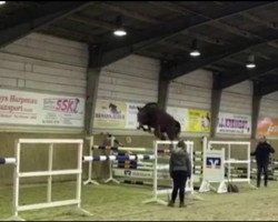 jumper Casaltonia (Oldenburg show jumper, 2016, from Casallco)