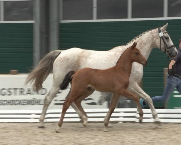 horse Eddy JE (Oldenburg show jumper, , from Eldorado van de Zeshoek) horse Eddy JE (Oldenburg show jumper, , from Eldorado van de Zeshoek)