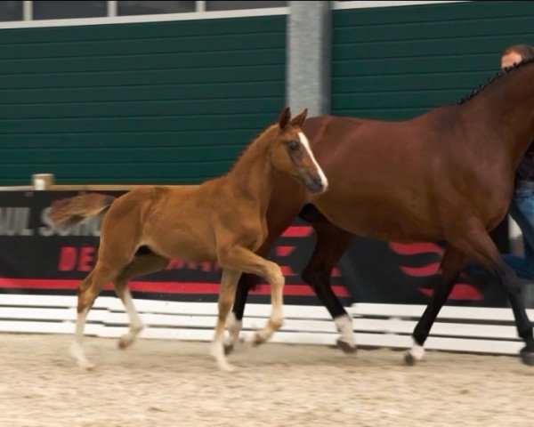 horse Cinemax JE (Oldenburg show jumper, 2022, from Chacoon Blue)