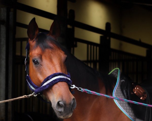 Caballo de salto What’s the Craic (Mecklenburger, 2010, de Calino Tarnko)