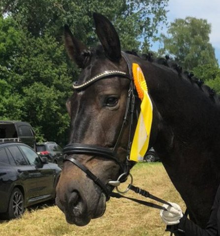 dressage horse Escador 22 (Westphalian, 2019, from Escolar)