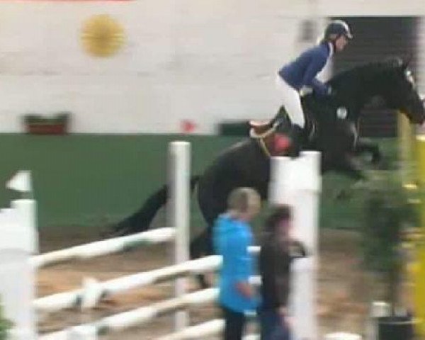 Springpferd Quintera 28 (Holsteiner, 2006, von Quintero)