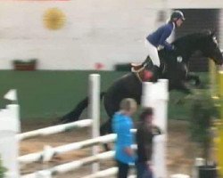 jumper Quintera 28 (Holsteiner, 2006, from Quintero)