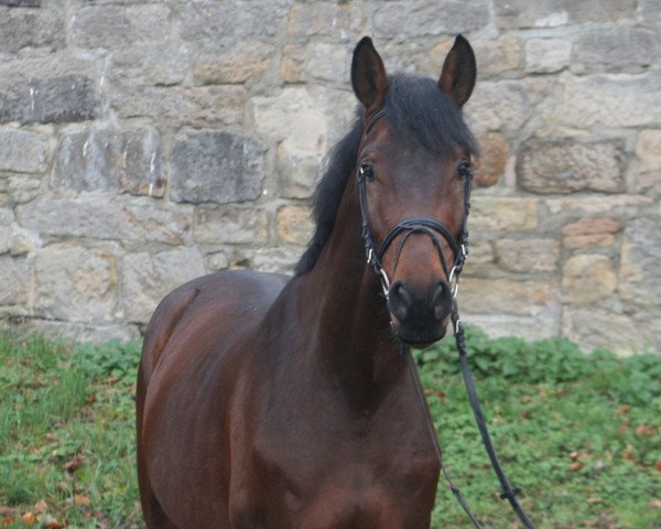 jumper Keltic Catman (Hanoverian, 2015, from Kannan) jumper Keltic Catman (Hanoverian, 2015, from Kannan)