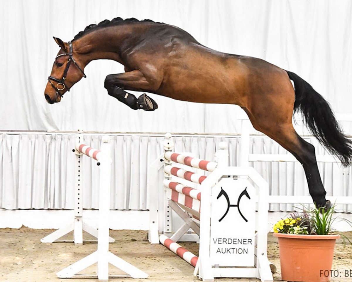 stallion Zorro PJ (Hanoverian, 2019, from Zinedine)
