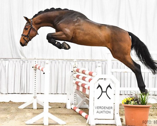 stallion Zorro PJ (Hanoverian, 2019, from Zinedine)