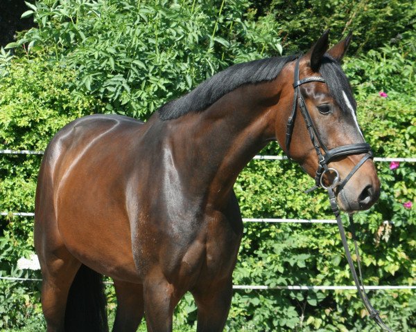 dressage horse Karlson PJ (Hanoverian, 2018, from Kannan)