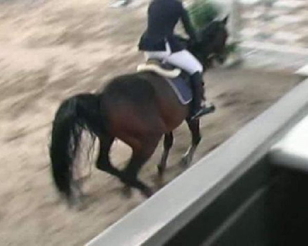 jumper Tyson 17 (Hungarian Warmblood, 1999, from Amati) jumper Tyson 17 (Hungarian Warmblood, 1999, from Amati)
