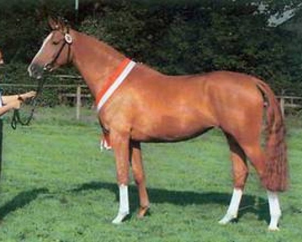 broodmare Ferragana (Westphalian, 1994, from Ferragamo)