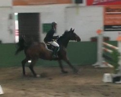 broodmare Lunkes'hof Chiara (Zweibrücken, 2000, from Carthago)