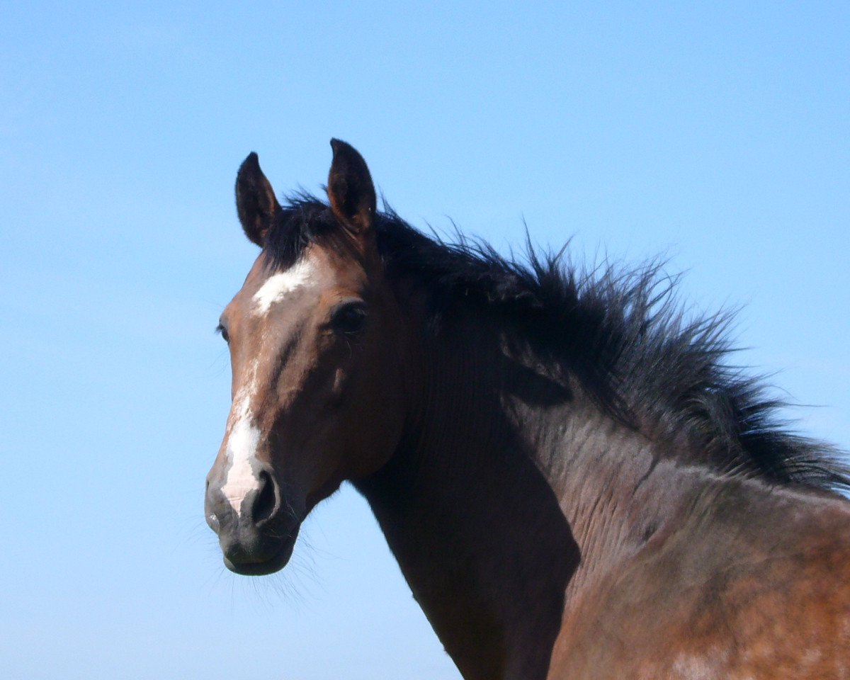 broodmare E-Larissa (Holsteiner, 1990, from Landgraf I)