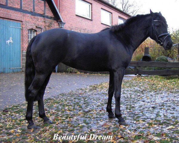 horse Beautyfull Dream (German Riding Pony, 2002, from Oosteinds Ricky)