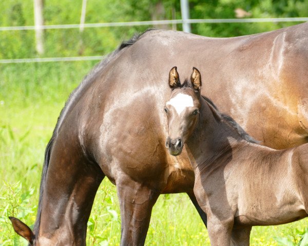 horse Schleiprinzessin JS (Oldenburg, 2022, from D'Egalite)