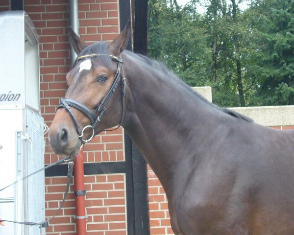 Springpferd Montharos (Holsteiner, 2007, von Montender)