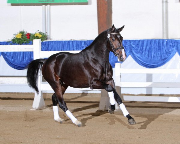 horse Contharo 2 (Holsteiner, 2006, from Contender)