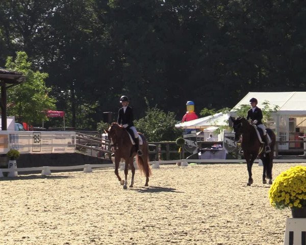 Reitturnier Solingen 2022