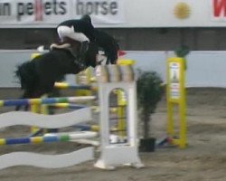 jumper Largo Boy (Oldenburg show jumper, 2001, from Lady's King)