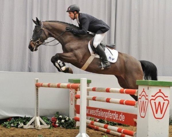 Zuchtstute Cheyene S (Westfale, 2006, von Cornet Obolensky)