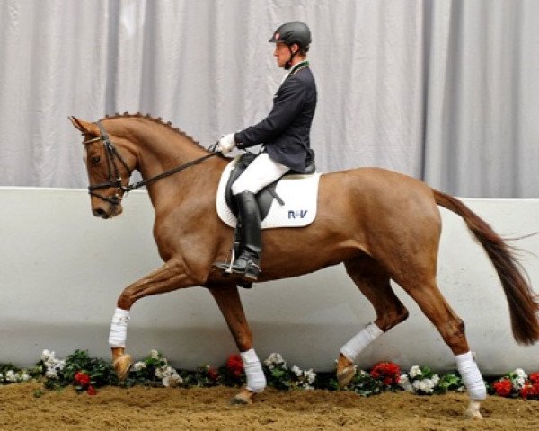 dressage horse Weiglschwaigs Burberry (Westphalian, 2008, from Belissimo NRW)