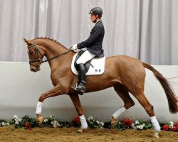 dressage horse Weiglschwaigs Burberry (Westphalian, 2008, from Belissimo NRW)
