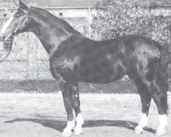 stallion Grünspecht (Westphalian, 1944, from Gründer I 922) stallion Grünspecht (Westphalian, 1944, from Gründer I 922)