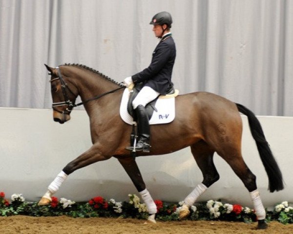 broodmare Elfi (Westphalian, 2008, from Estobar NRW)