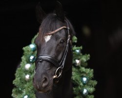 dressage horse Bollinger MN (Oldenburg, 2014, from Bretton Woods)