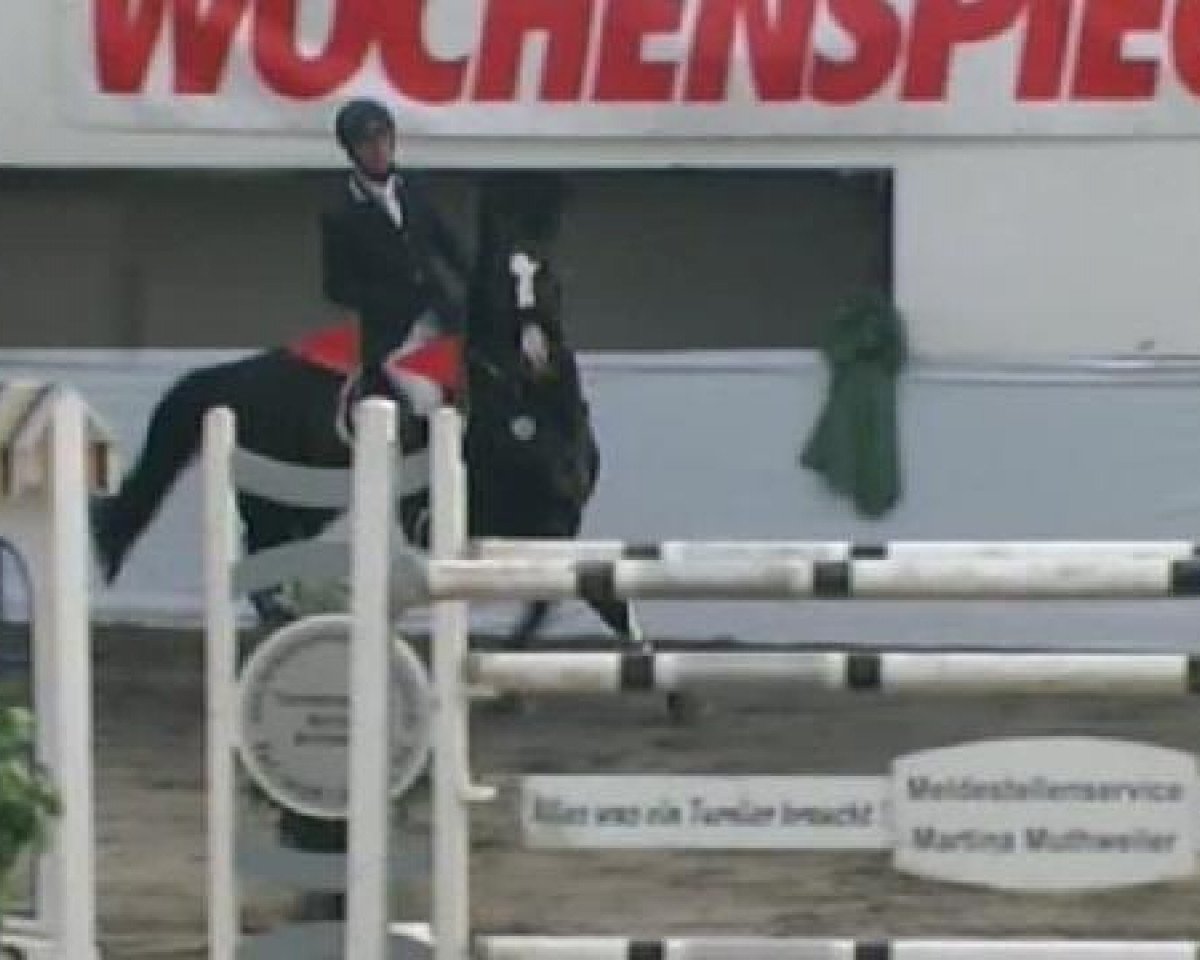 Springpferd Charles's Wain 2 (Hessisches Warmblut, 2003, von Cheenook)