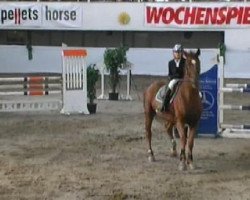 jumper Calvadox (Zangersheide riding horse, 1999, from Calvaro Z)